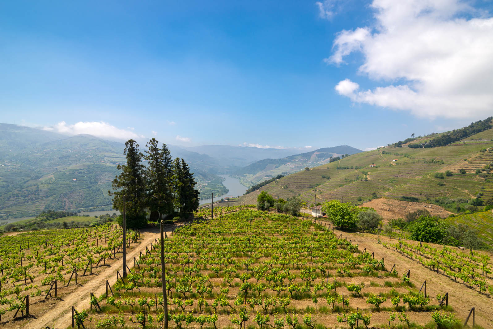 VINEYARDS & WINERY FOR SALE DOURO PORTO WINE-GROWING PORTUGAL | Douro Superior Porto, Cima Corgo, Baixo Corgo